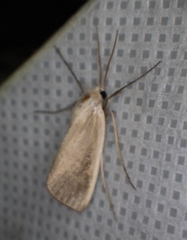Rupela