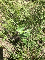 Matelea cynanchoides