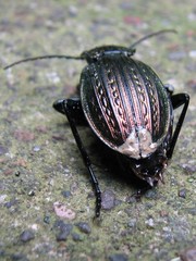 Carabus ulrichii