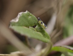 Protalebrella brasiliensis