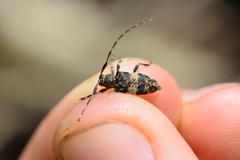 Leiopus linnei