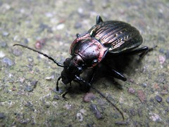 Carabus ulrichii