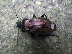 Carabus ulrichii