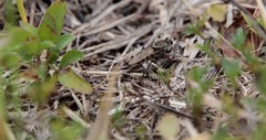 Triorla interrupta