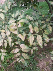 Fraxinus chinensis