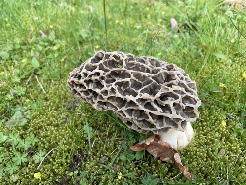 Morchella vulgaris — (c) Carlos Muñoz-Amezcua, some rights reserved (CC BY)