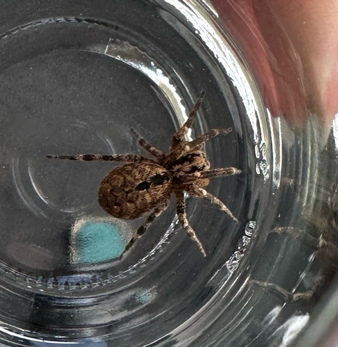 Mediterranean Spiny False Wolf Spider, Heerlen, photo 8 of 10