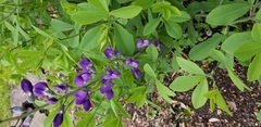 Baptisia australis
