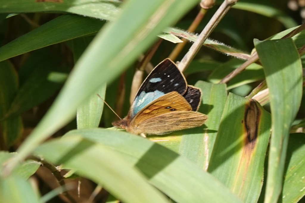 Lymanopoda hazelana