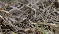 Triorla interrupta