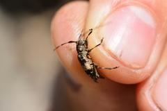 Leiopus linnei