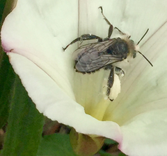 Diadasia bituberculata