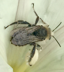 Diadasia bituberculata