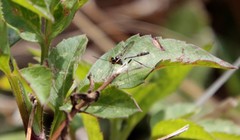 Pterygota