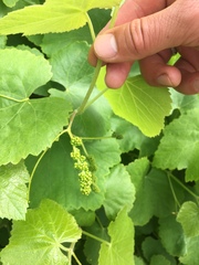 Vitis californica