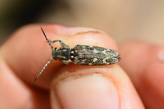Xylotrechus rusticus