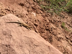 Uta stansburiana uniformis