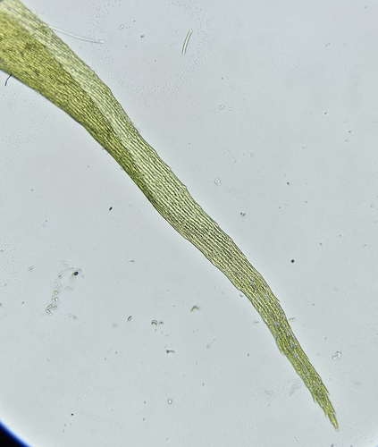 Image of Warnstorfia fluitans by (c) Helen Waterman, some rights reserved (CC BY)