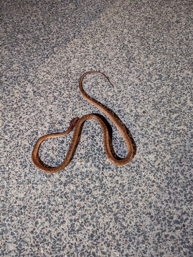 Brown Tree Snake sighting