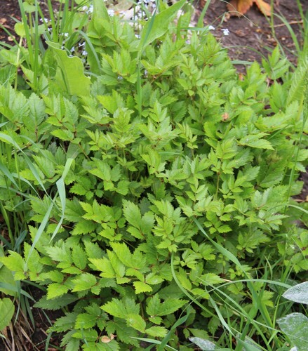 Astilbe chinensis