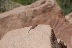 Uta stansburiana uniformis