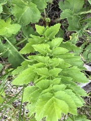 Pastinaca
