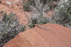 Uta stansburiana uniformis