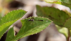 Pterygota