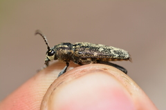 Xylotrechus rusticus