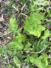 Pastinaca