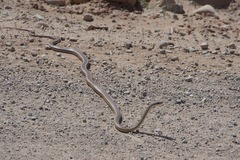 Masticophis taeniatus taeniatus