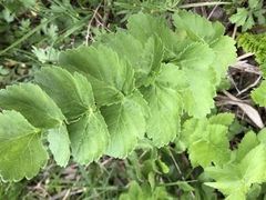 Pastinaca