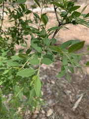 Forestiera pubescens pubescens