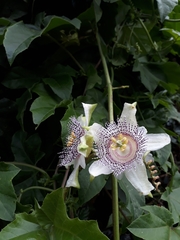 Passiflora adenopoda