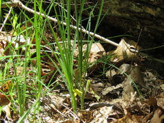 Hypoxis hirsuta