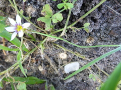 Sisyrinchium rosulatum