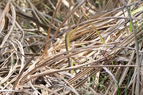 Olive Grass Racer