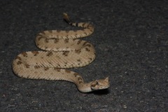 Crotalus cerastes cerastes