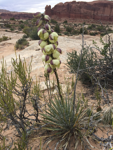 Yucca harrimaniae