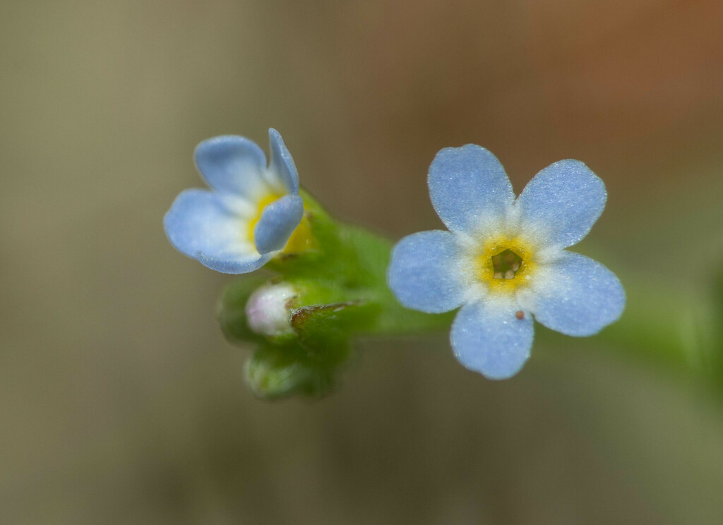 Myosotis debilis