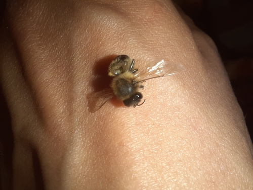 Western Honey Bee