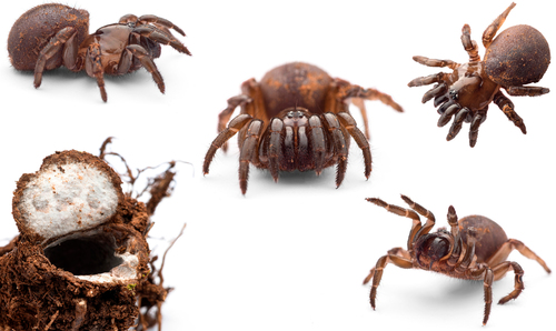 Ummidia picea