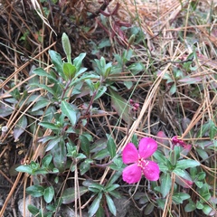 Oenothera deserticola