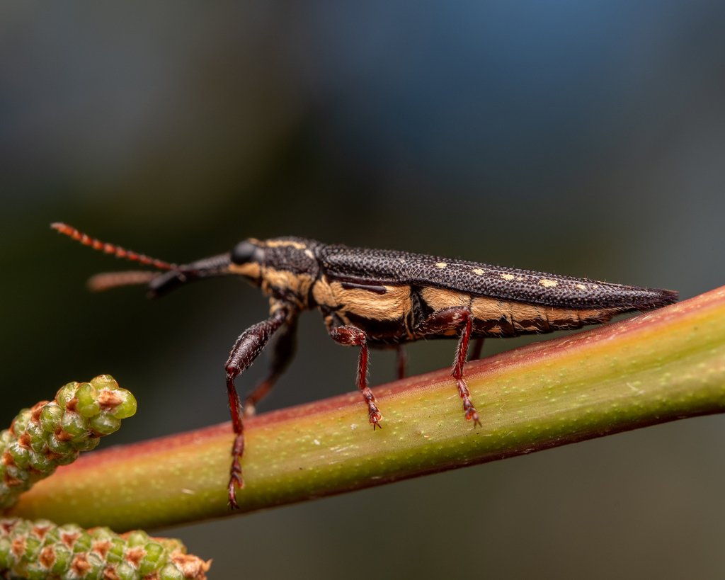 Rhinotia lineata