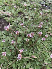 Phyla nodiflora