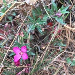 Oenothera deserticola