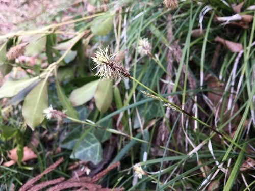 Carex conica iNat (1)