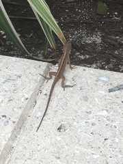 Anolis sagrei