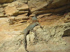 Sceloporus torquatus binocularis