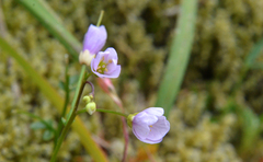 Cardamine pattersonii